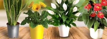 what-plants-should-you-keep-in-your-house
